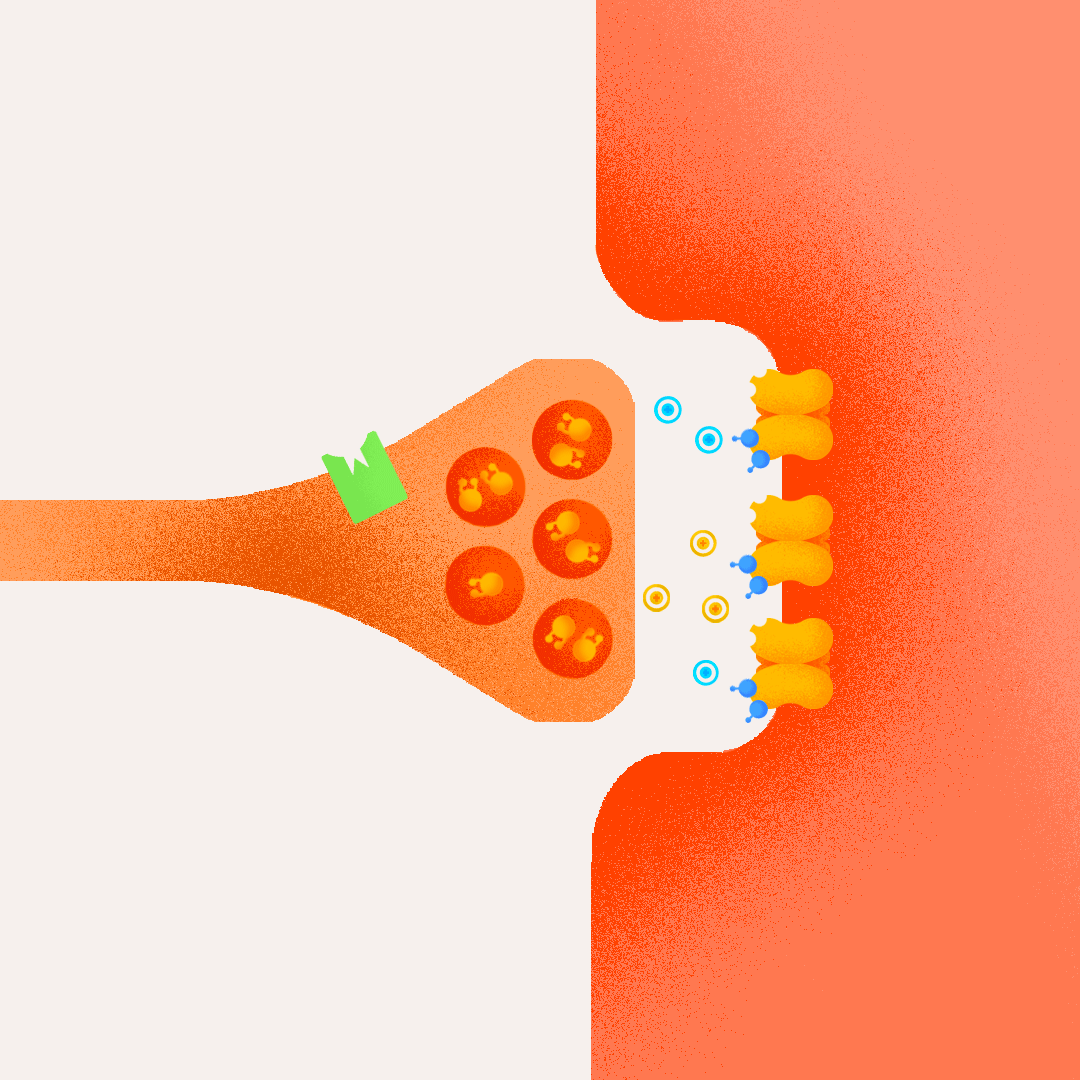 Action des opiacés sur la neurotransmission au glutamate