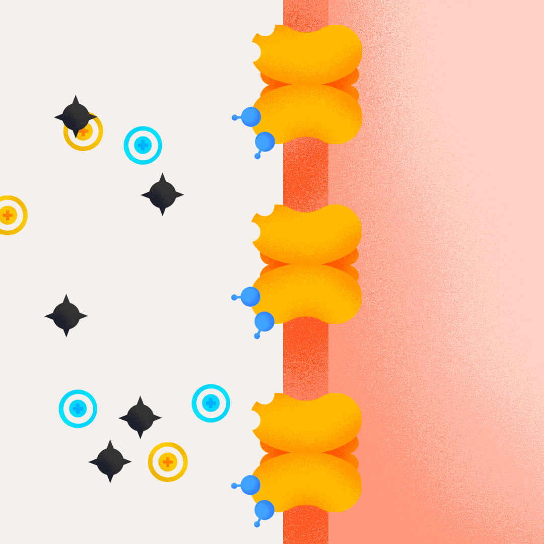 Action de l'alcool sur la neurotransmission au glutamate
