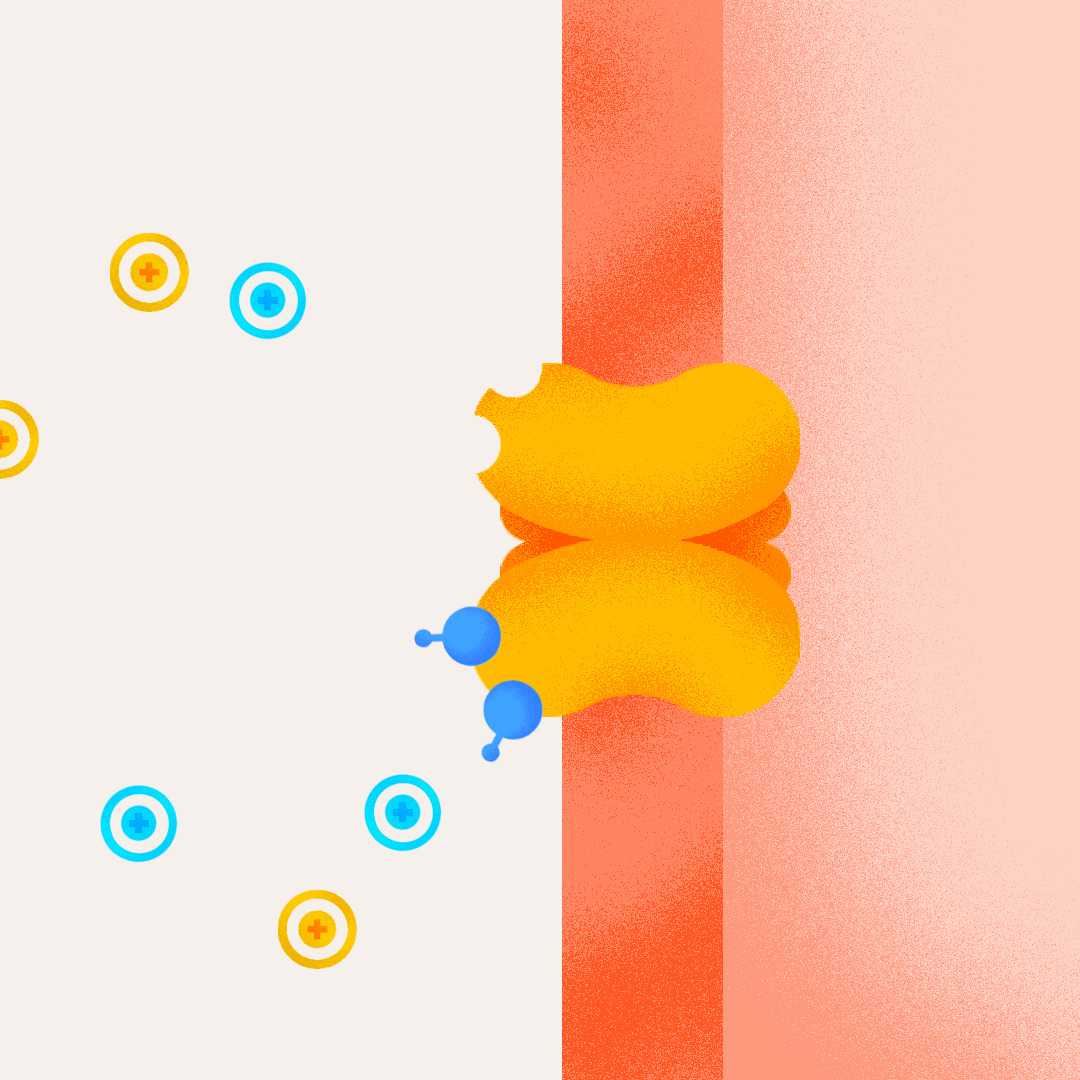 activation du récepteur au glutamate 