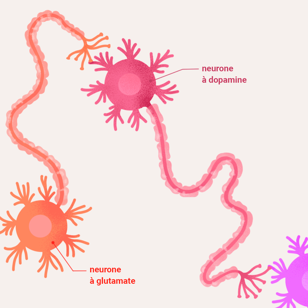 Excitation de neurone dopaminergique