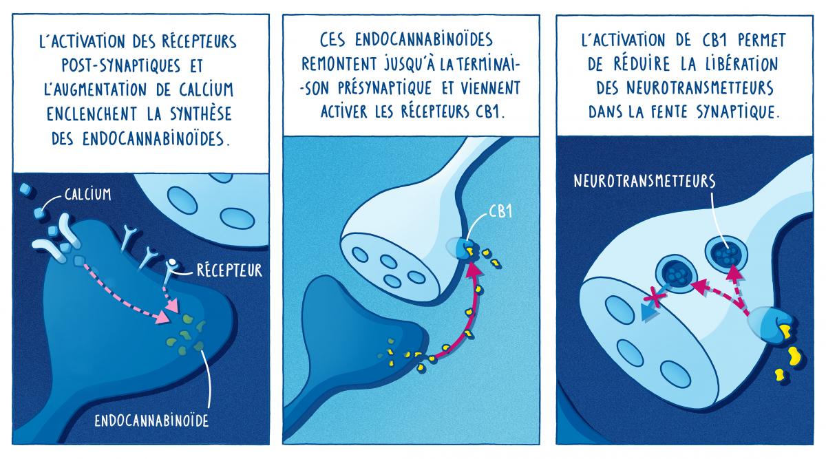 Les endocannabinoïdes au niveau de la synapse